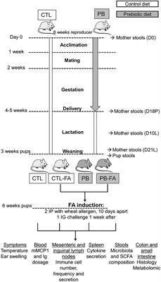 Prebiotic Supplementation During Gestation Induces a Tolerogenic Environment and a Protective Microbiota in Offspring Mitigating Food Allergy